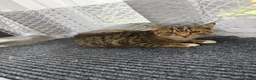 American Wirehair cats for sale: kitty in London - Advert 2