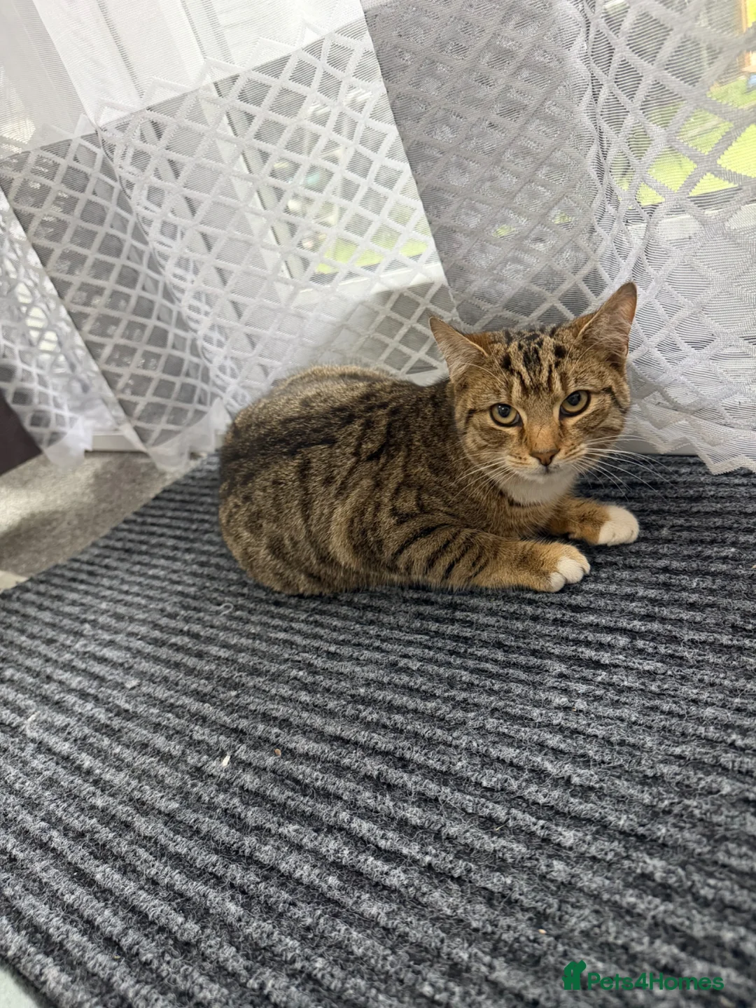 American Wirehair cats for sale: kitty in London - Advert 2