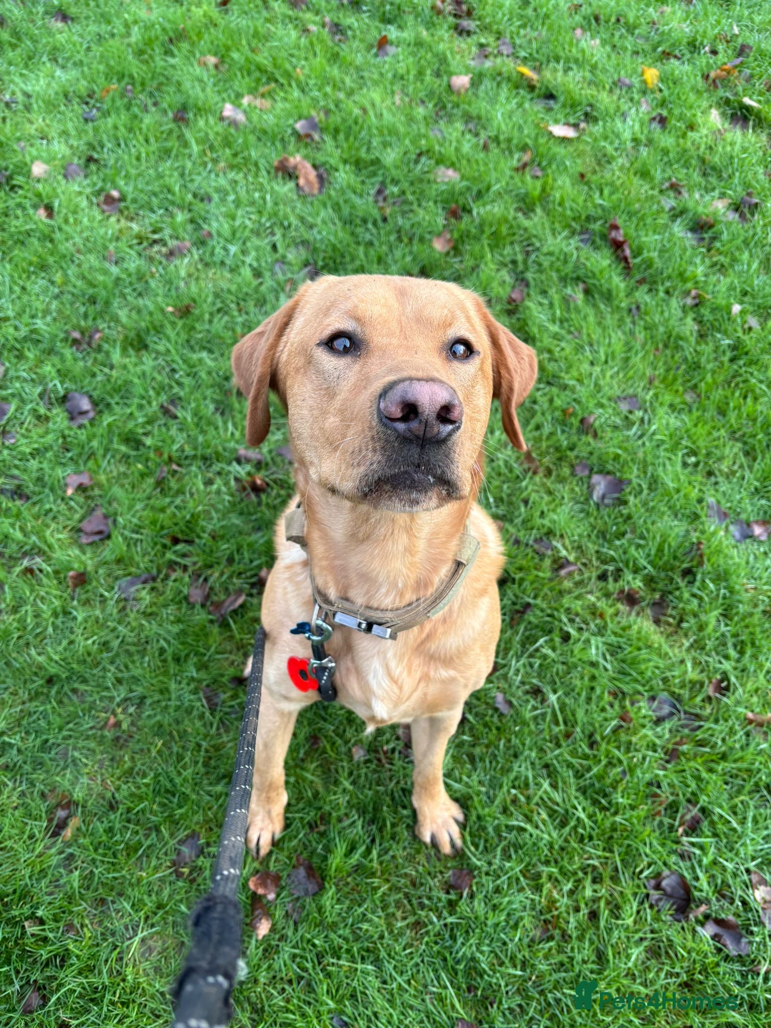 Labrador Retriever dogs Red fox kc reg lab for stud - Advert 24