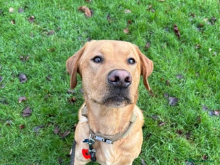 Labrador Retriever dogs Red fox kc reg lab for stud - Advert 5