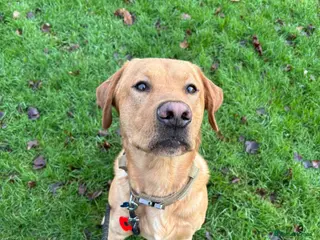 Labrador Retriever dogs Red fox kc reg lab for stud - Advert 8