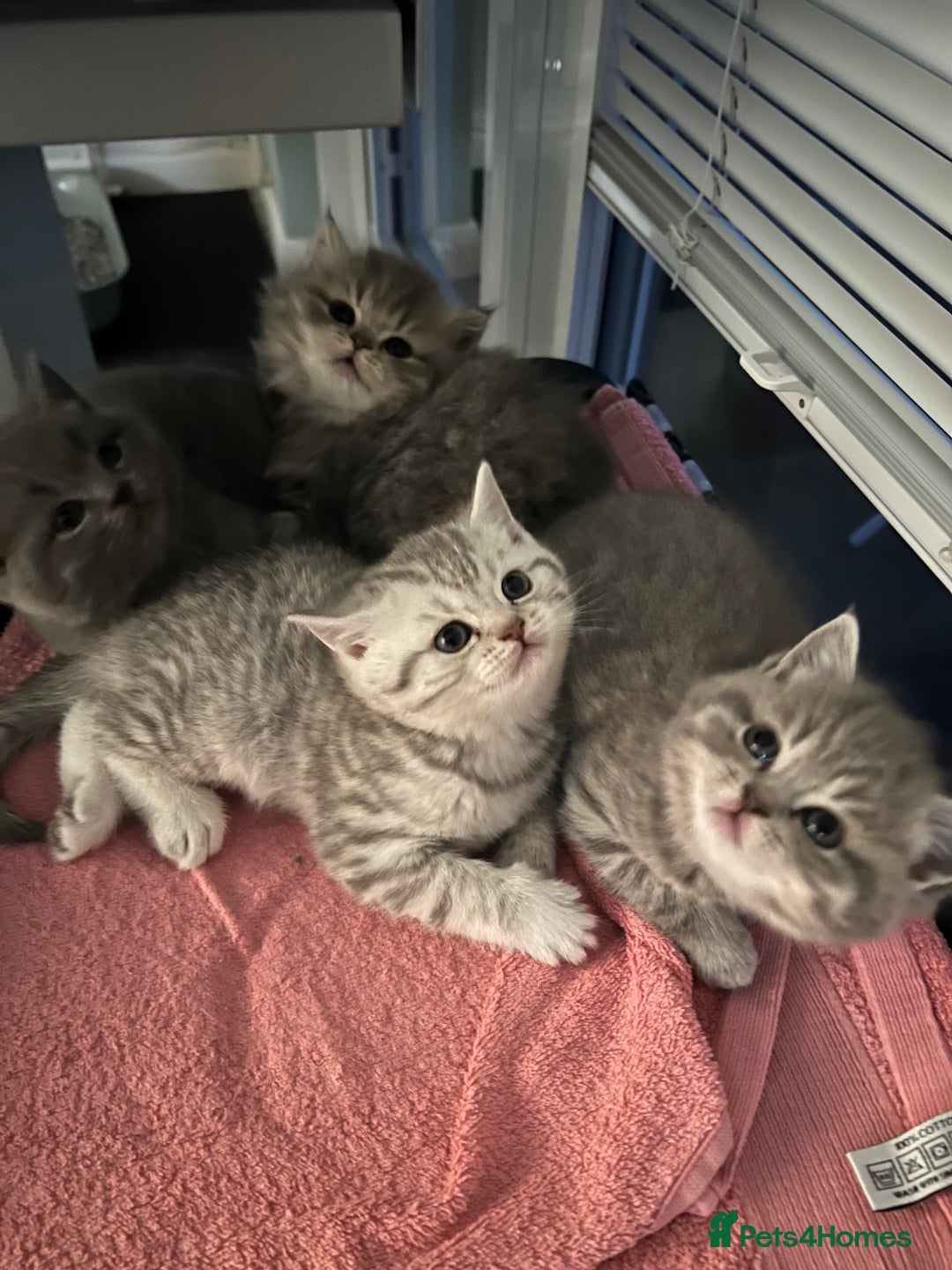 Scottish Fold cats for sale: Scottish fold and Scottish straight kitten - Advert 11