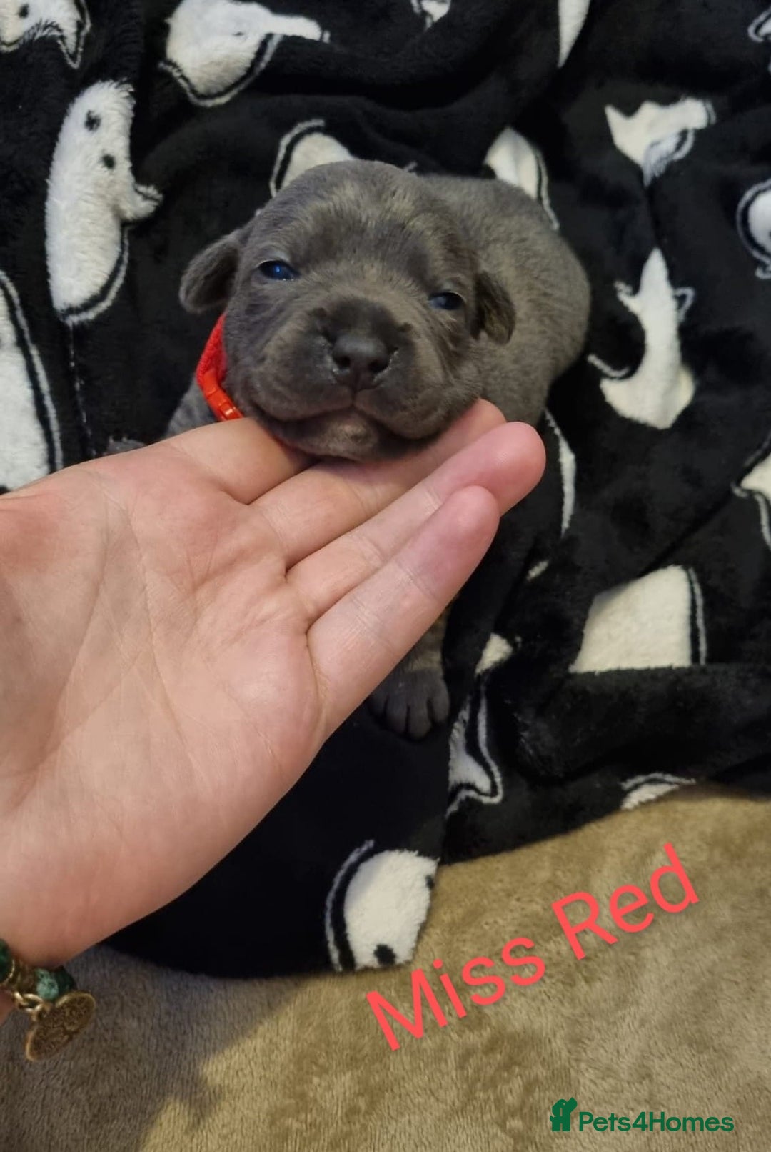 Staffordshire Bull Terrier dogs for sale: Beautifull blue staff puppies for sale  - Advert 7