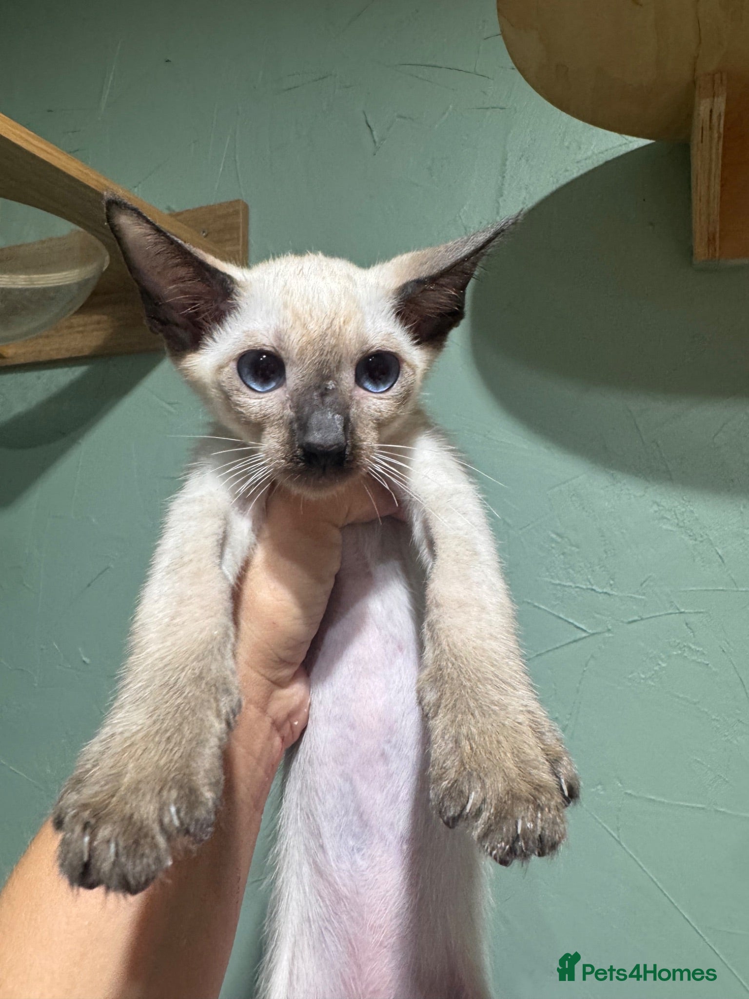 Siamese cats 1boy available traditional Siamese ready now  - Advert 1