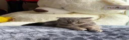 Scottish Fold cats for sale: Stunning Scottish Fold  - Advert 2