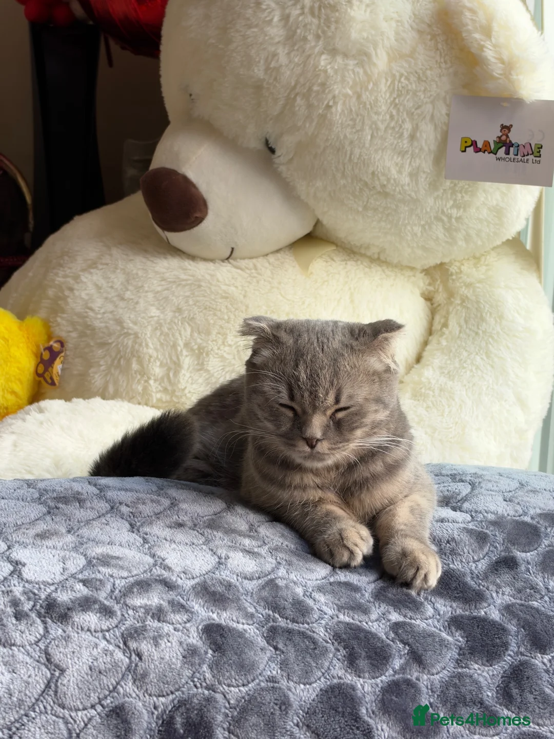 Scottish Fold cats for sale: Stunning Scottish Fold  - Advert 2
