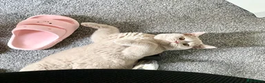 British Shorthair 1