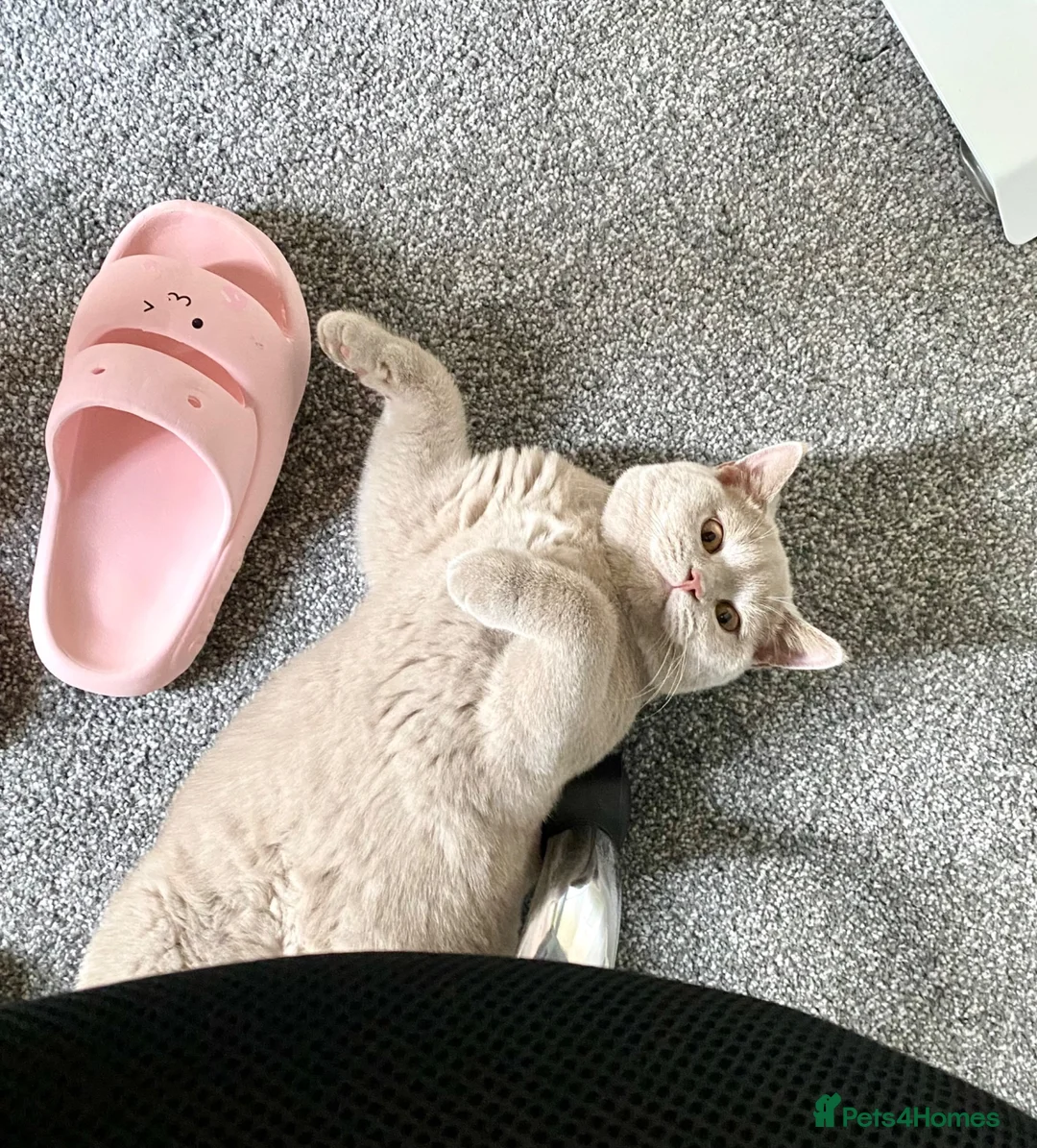 British Shorthair cats for sale: ♥️ Beautiful Lilac British Shorthair Boy ♥️ - Advert 9