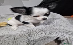 Chihuahua dogs for sale: Two little girls  - Image 7