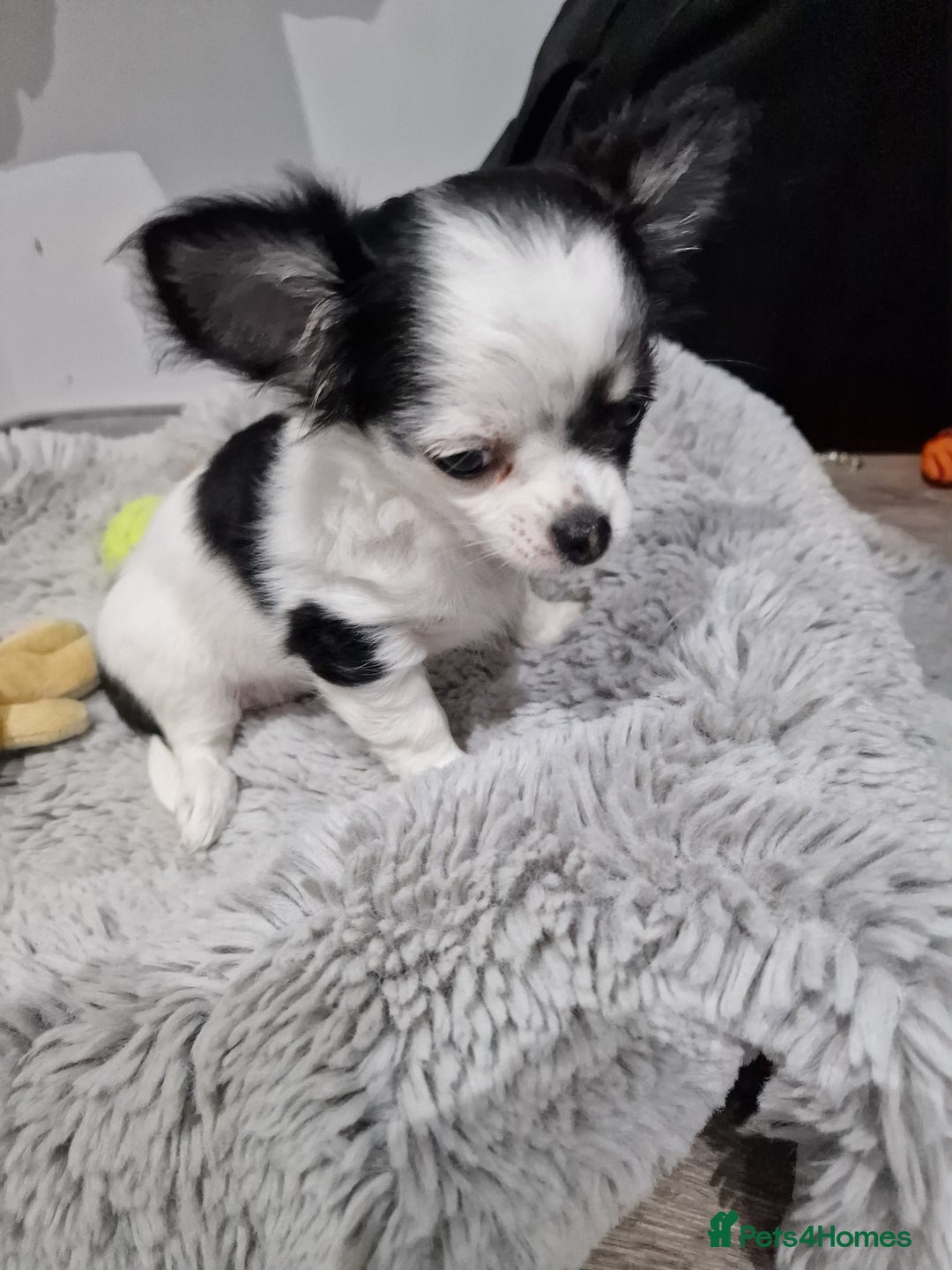 Chihuahua dogs for sale: Two little girls  - Image 7