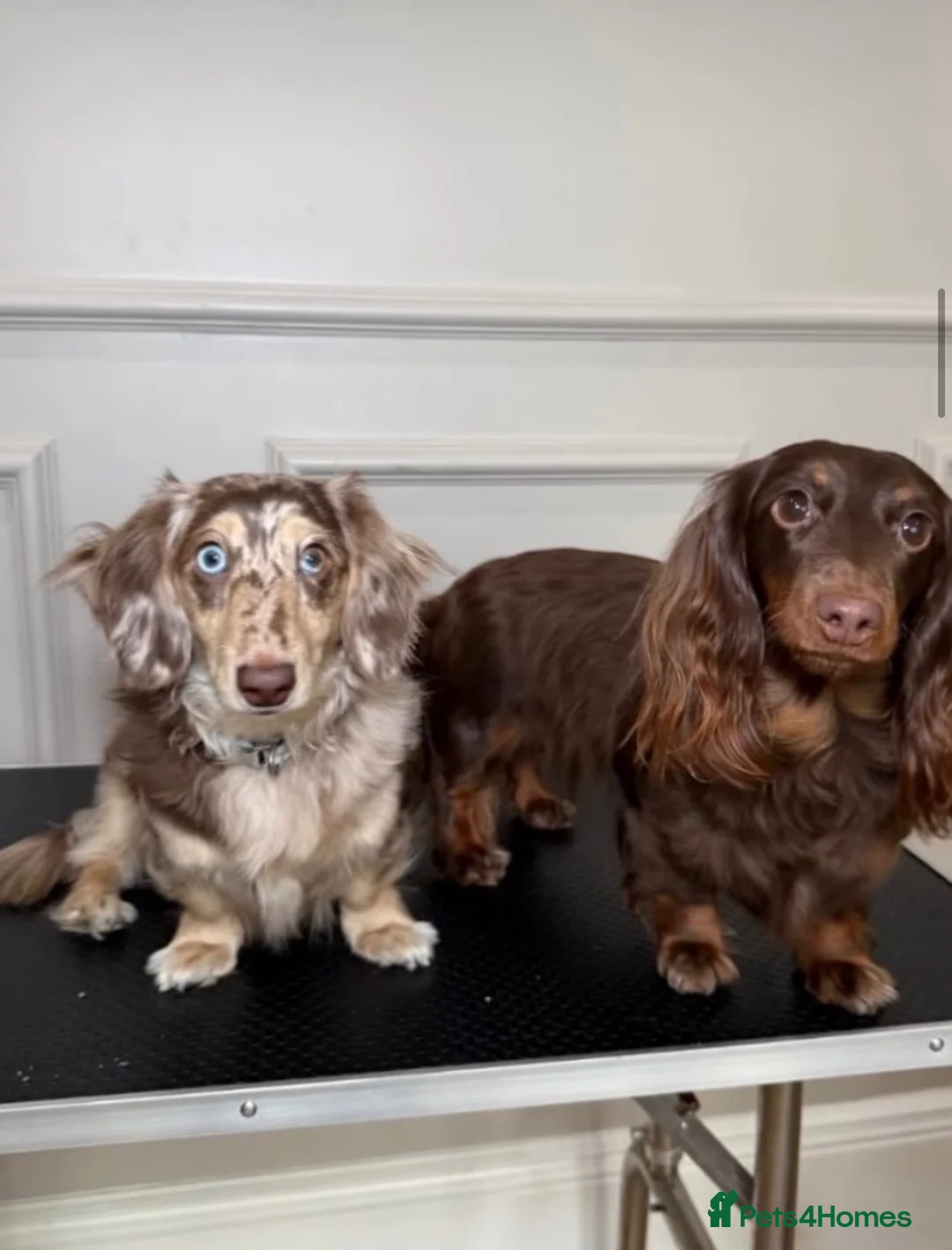 Miniature Dachshund dogs for sale: Miniature long haired dachunds  - Advert 11
