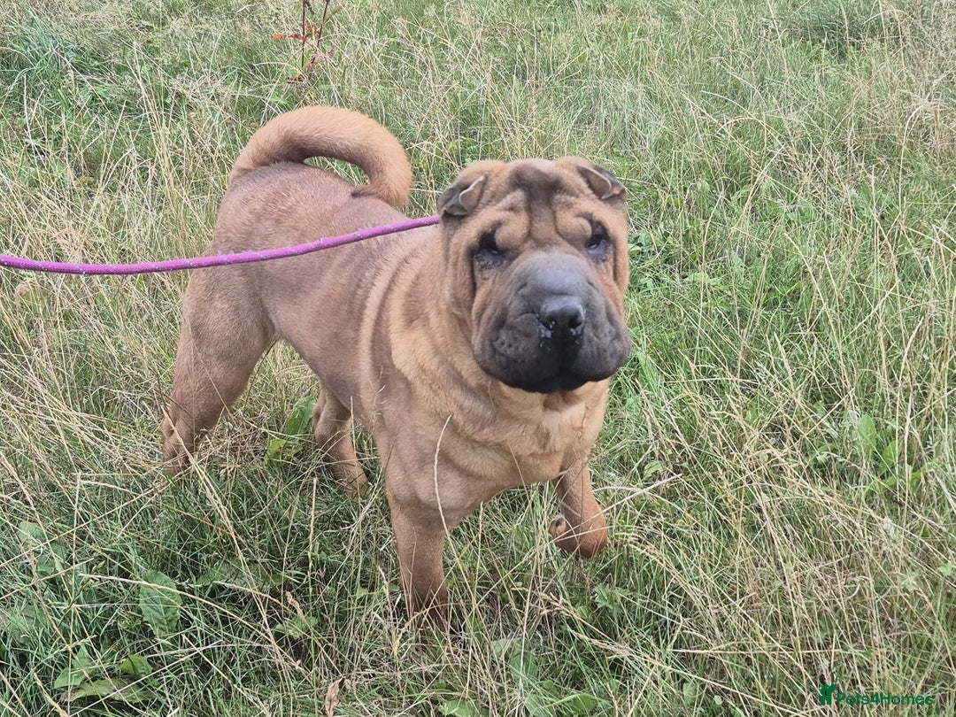 Shar Pei dogs for sale: Shar pei rehoming - Image 1
