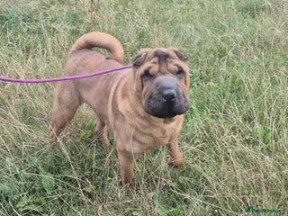 Shar Pei dogs - Advert 1