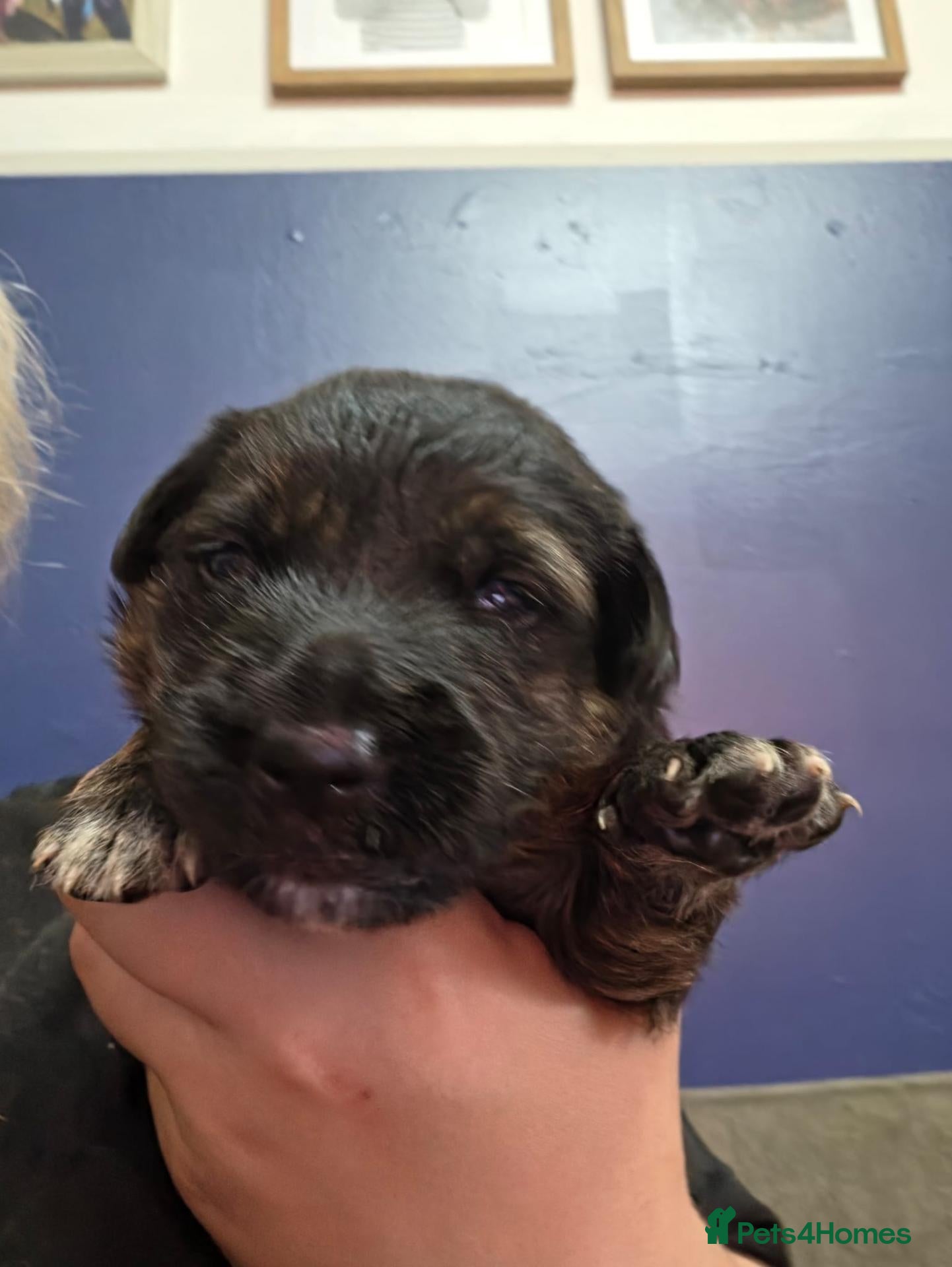Mixed Breed dogs Gorgeous f1 border retreiver pups - Advert 4