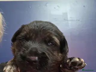 Mixed Breed dogs Gorgeous f1 border retreiver pups - Advert 4