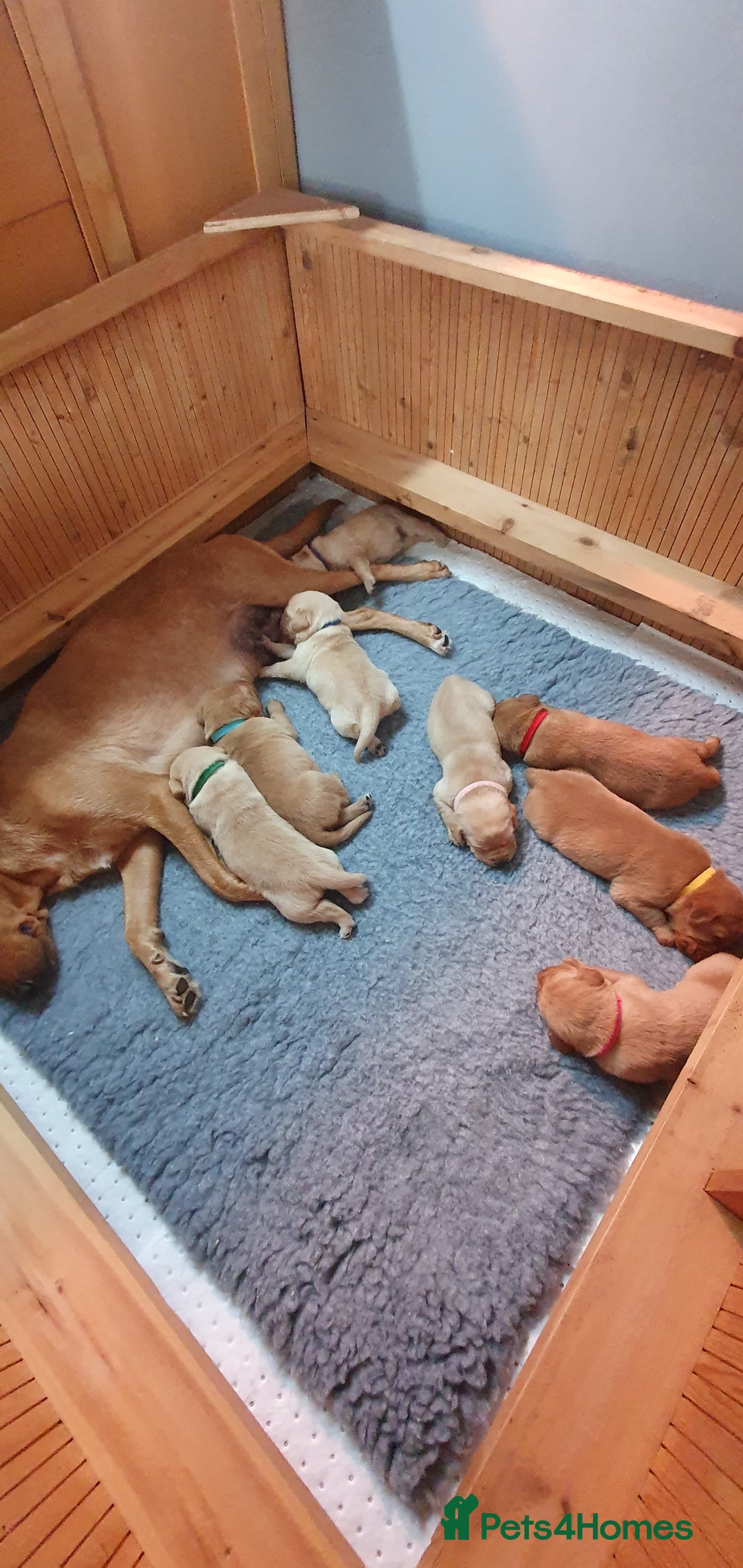 Labrador Retriever dogs for sale: Fox red Labrador - Image 1