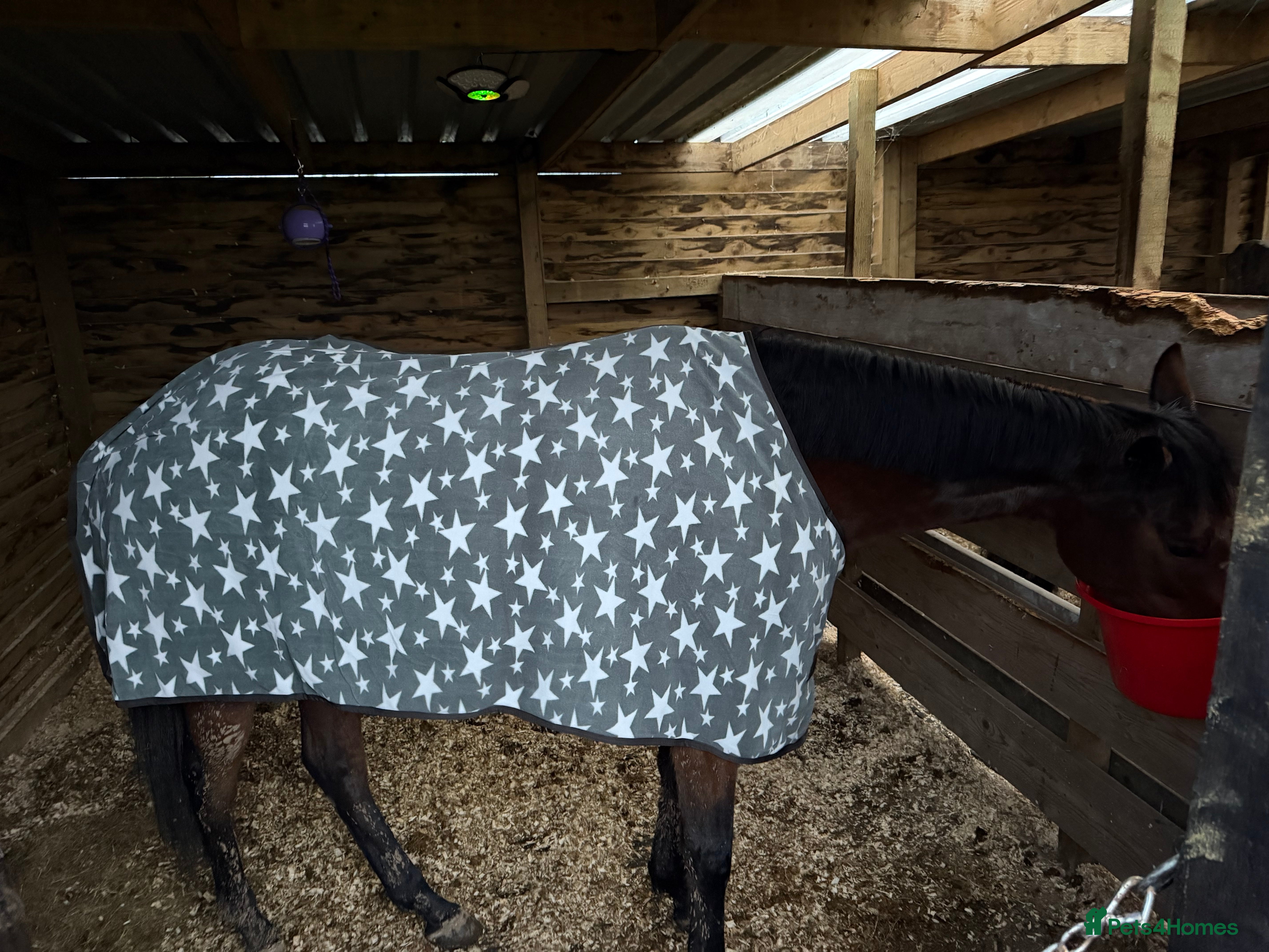 Irish Thoroughbred horses 15,2/15,3 TB mare - Advert 4