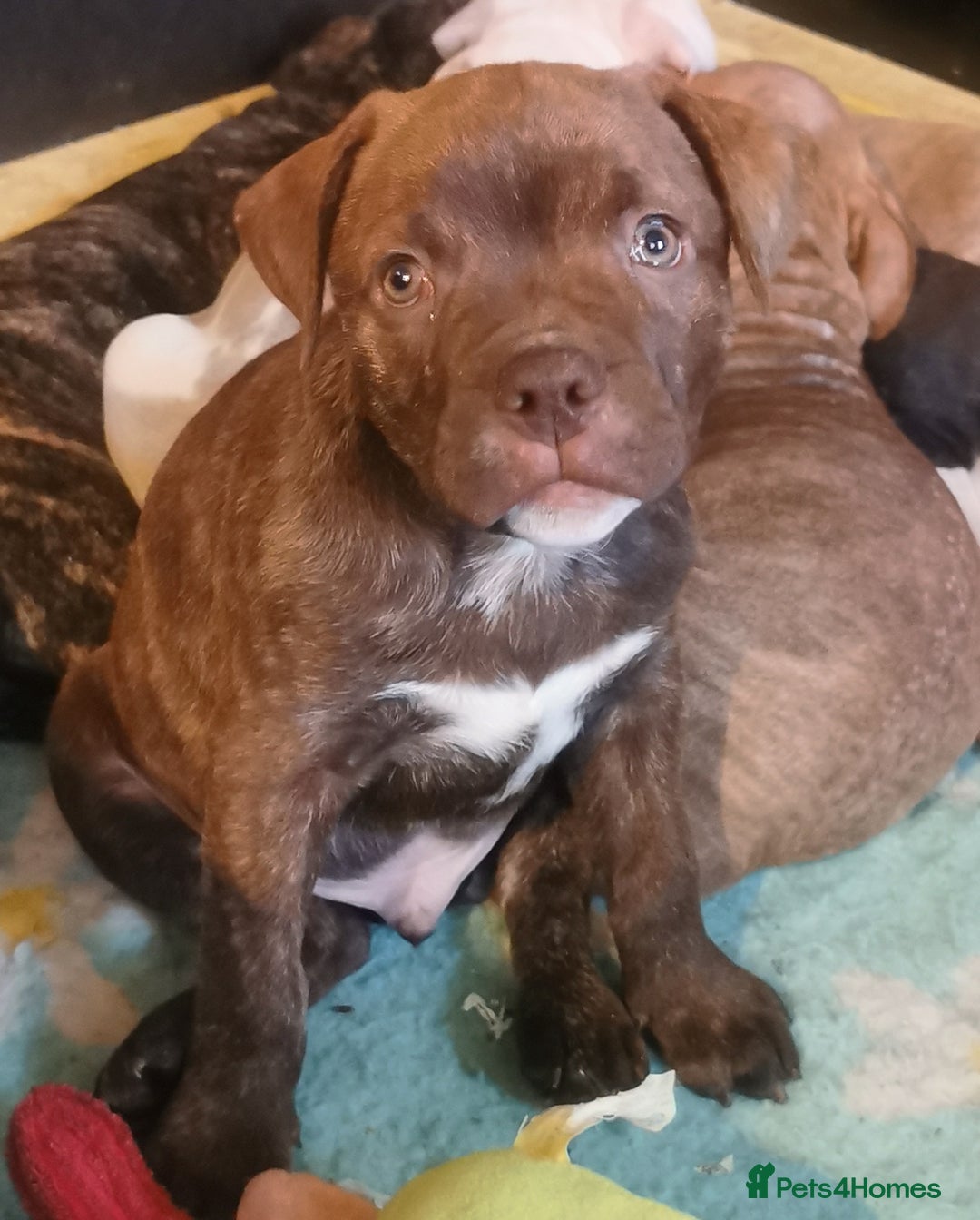 Mixed Breed dogs for sale: 7 Adorable Bull Terrier Cross Puppies - Advert 6