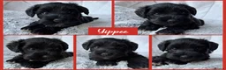Miniature Schnauzer dogs for sale: BVA/MAC TESTED CLEAR - KC REG 2 BLACK GIRLS - Advert 14
