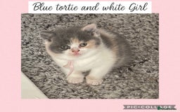 British Shorthair cats for sale: Beautiful GCCF British shorthair kittens - Image 5