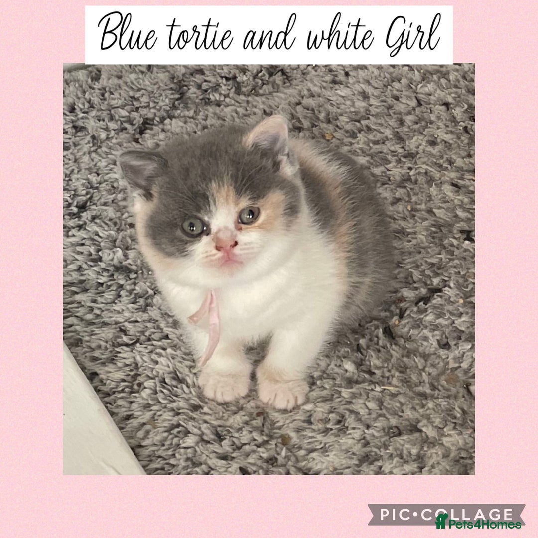 British Shorthair cats for sale: Beautiful GCCF British shorthair kittens - Image 5