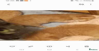 Mixed Breed cats - Advert 7