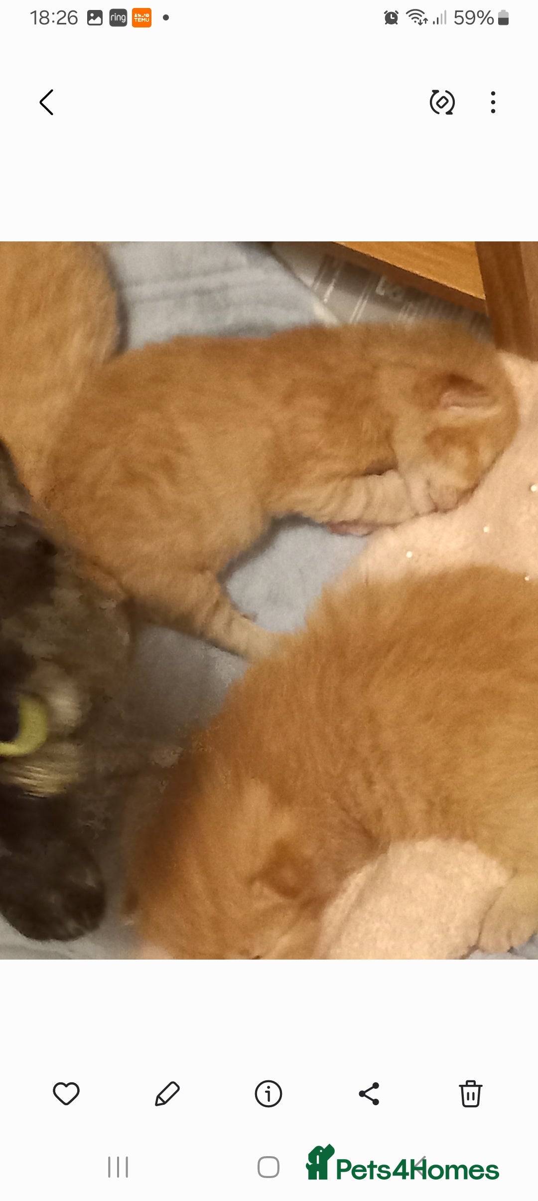 Mixed Breed cats for sale: Beautiful ginger kittens, I have both parents - Image 2