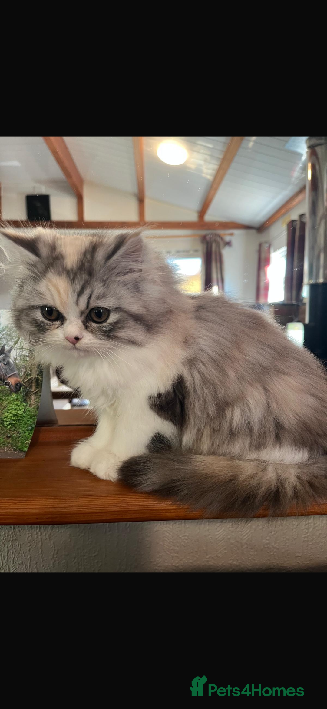 Mixed Breed cats for sale: Gorgeous half Persian male kitten  - Advert 1