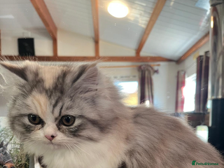 Mixed Breed cats Gorgeous half Persian male kitten - Advert 1