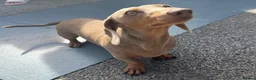 Dachshund dogs for sale: Pip sevier in Havant - Advert 4