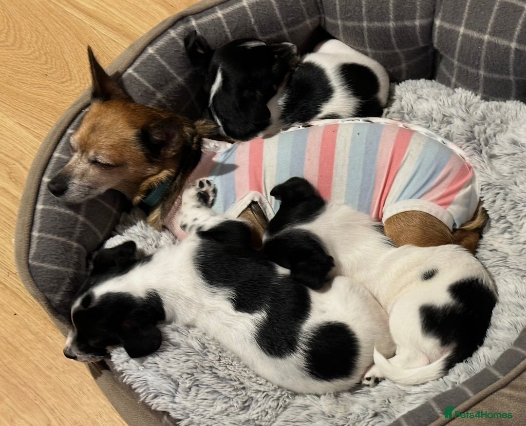Mixed Breed dogs for sale: Chihuahua Terrier cross puppies. 1 Boy & 1 Girl - Advert 8