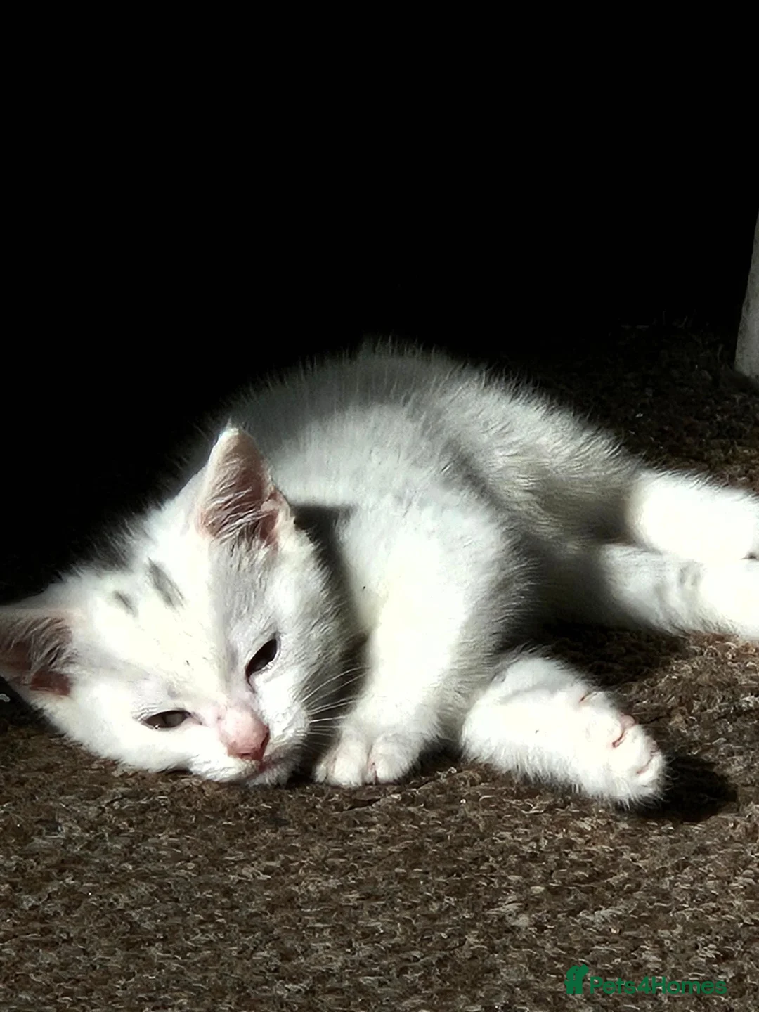 Mixed Breed cats for sale: Kitten female  - Advert 2