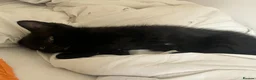 Mixed Breed cats for sale: 🐾BlackBrown Tabby Kittens needing Forever Homes🐾 in London - Advert 17