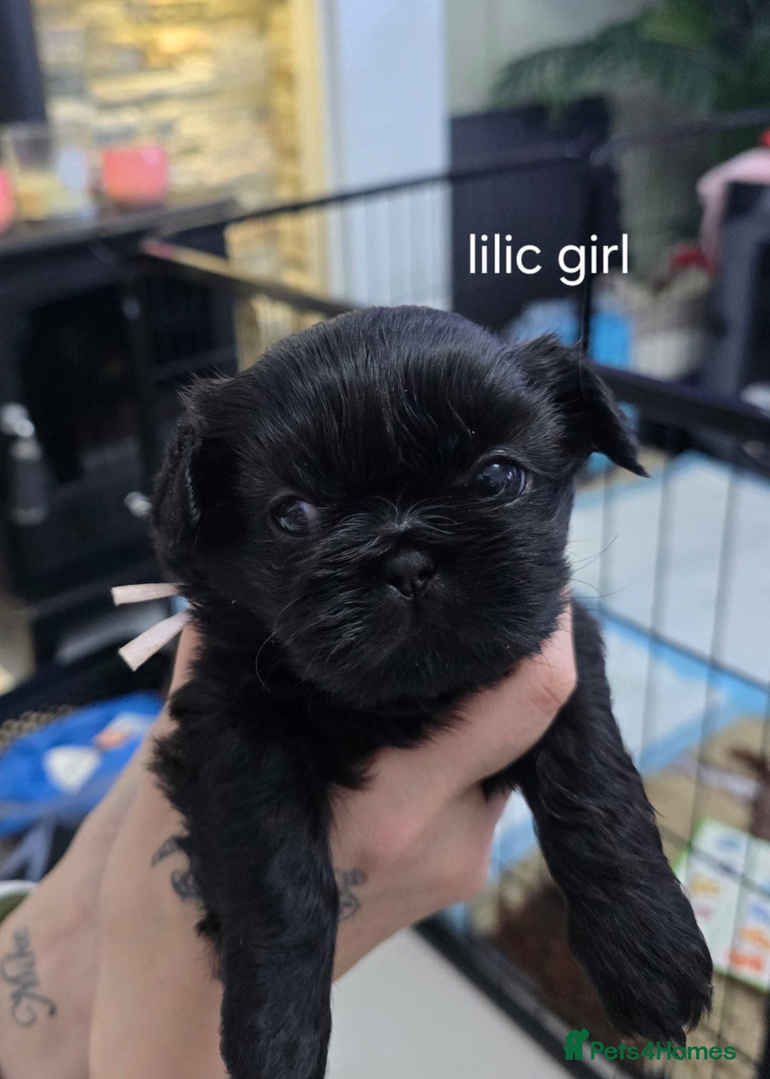 Shih Tzu dogs for sale: Beautiful Shih Tzu Puppies Ready to Leave 19.12.25 - Advert 3