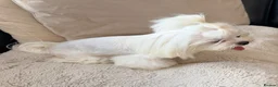 Maltese dogs for sale: Full Korean Female Maltese Age 5 - Advert 8