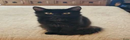 Domestic Shorthair cats for adoption: Fluffy back rescue kitten needs her own home - Advert 3