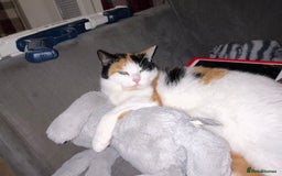 Mixed Breed cats for sale: Loving home wanted for gorgeous cat **free** - Image 7