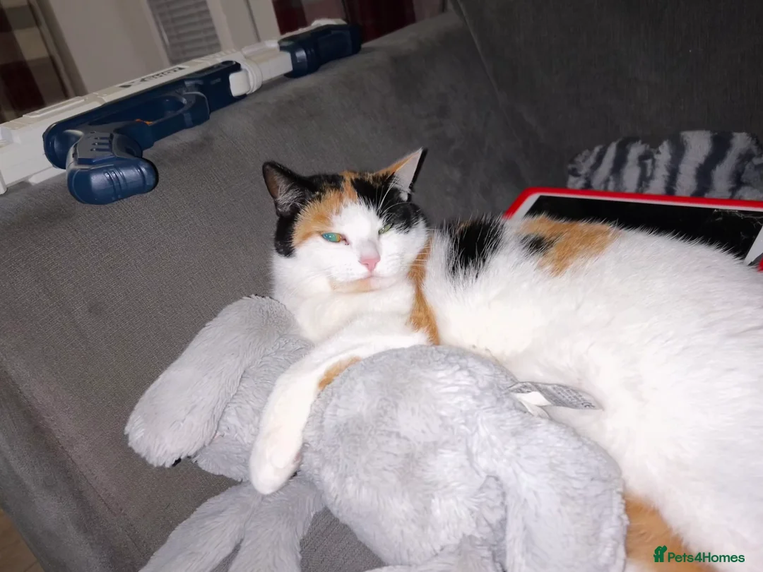 Mixed Breed cats for sale: Loving home wanted for gorgeous cat **free** - Advert 7