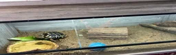 Tortoise reptiles for sale: Hermanns Tortoise with Vivarium - Advert 3