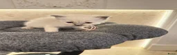 Ragdoll cats for sale: *** 5 Pure Ragdoll Kittens for Sale*** - Advert 11