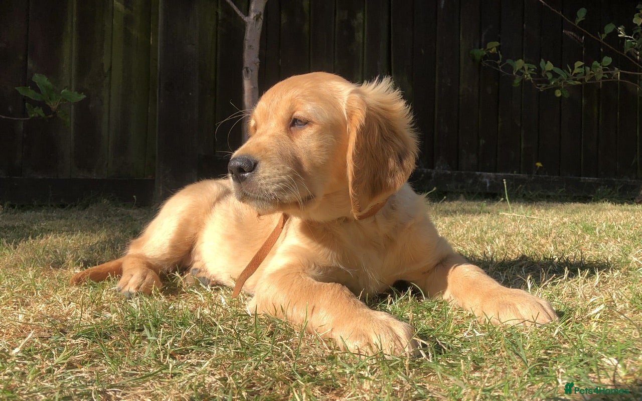 Golden Retriever dogs KC Dark Red Golden Retrievers 100% DNA Health Test - Advert 2