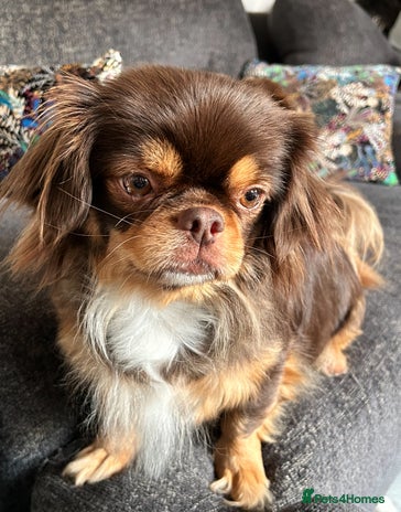 Male Chihuahua German Shepherd Chihuahua Mix For Sale Chihuahua