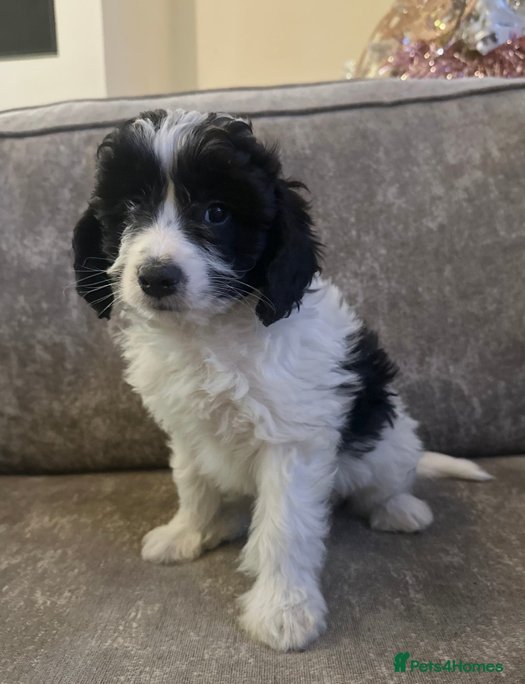 Cockapoo dogs for sale: Beautiful cockapoos for sale - Advert 5