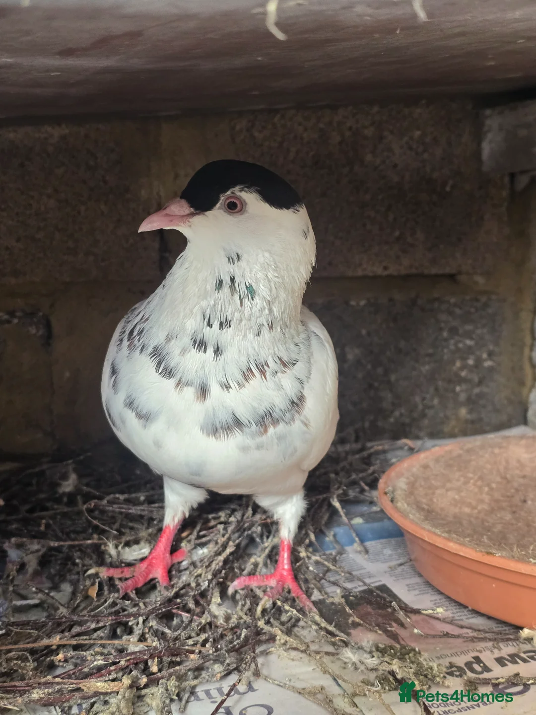 Mixed Breed birds for sale: Afghani pigeons  - Advert 2