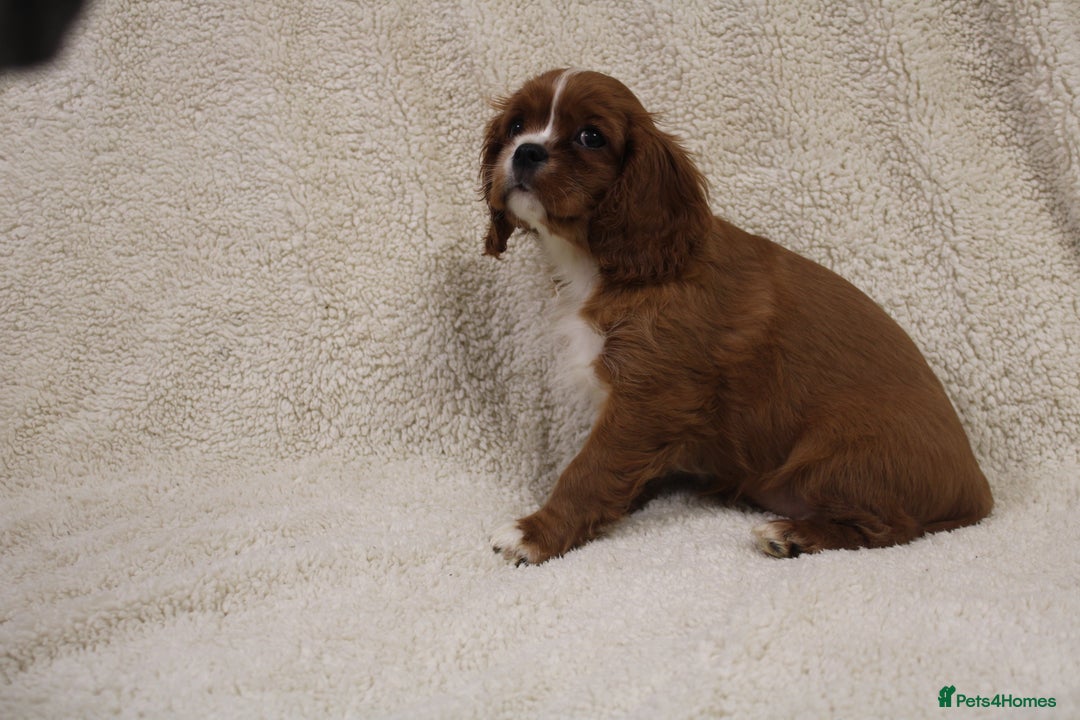 Cavalier King Charles Spaniel dogs for sale: Beautiful Cavalier king charles spaniel puppies - Image 6