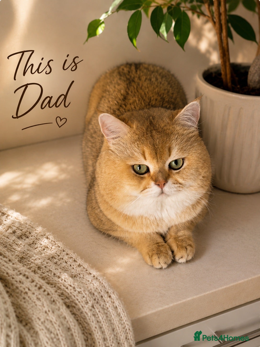 Scottish Fold cats Scottish pedigree golden kittens - Advert 2
