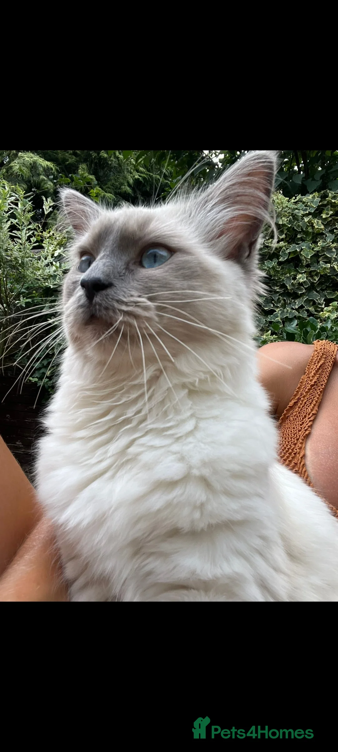 Ragdoll cats for sale: Ragdoll kittens  in London - Advert 9