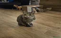 Mixed Breed cats for sale: Cat needing home - Image 1