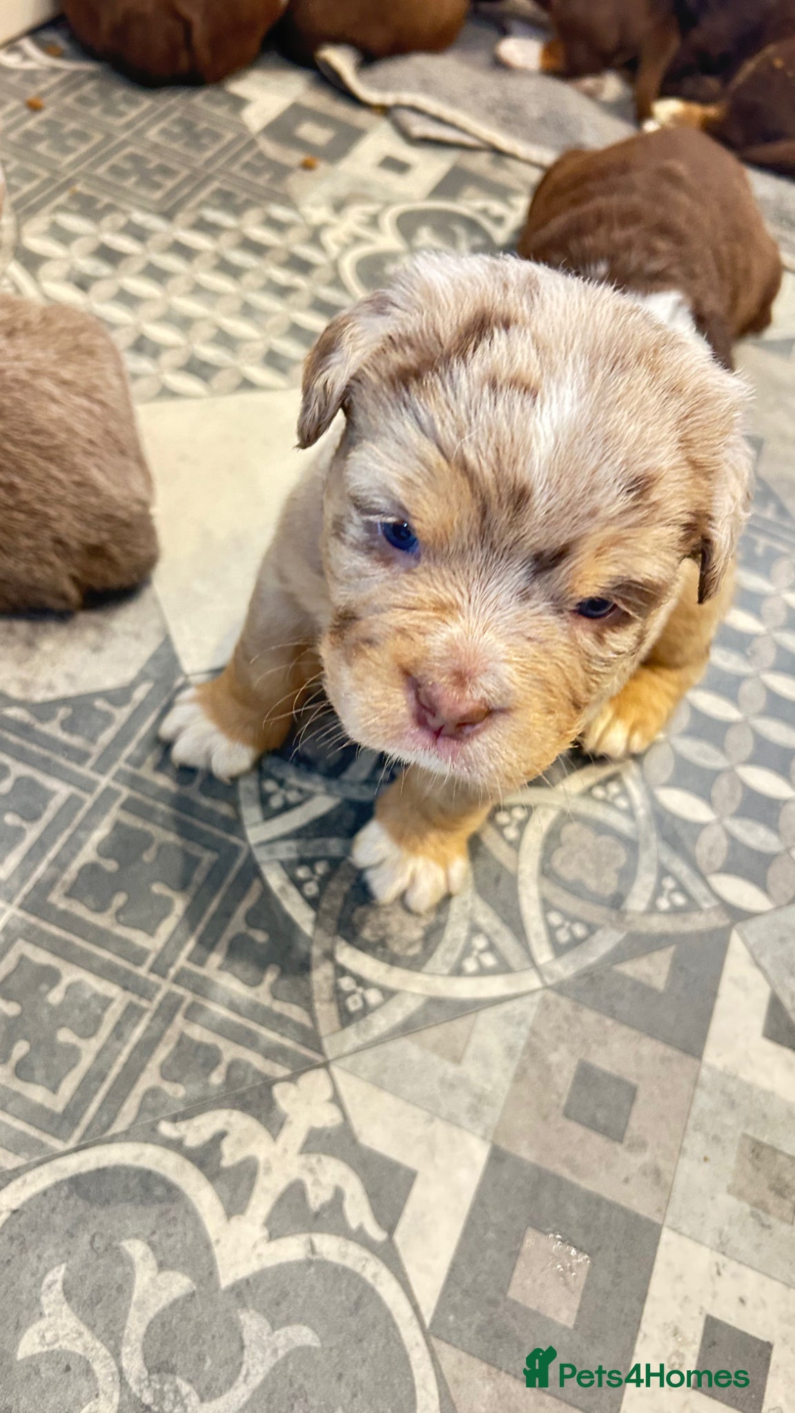 Olde English Bulldogge dogs Olde English fluffy Bulldogge puppies  - Advert 1