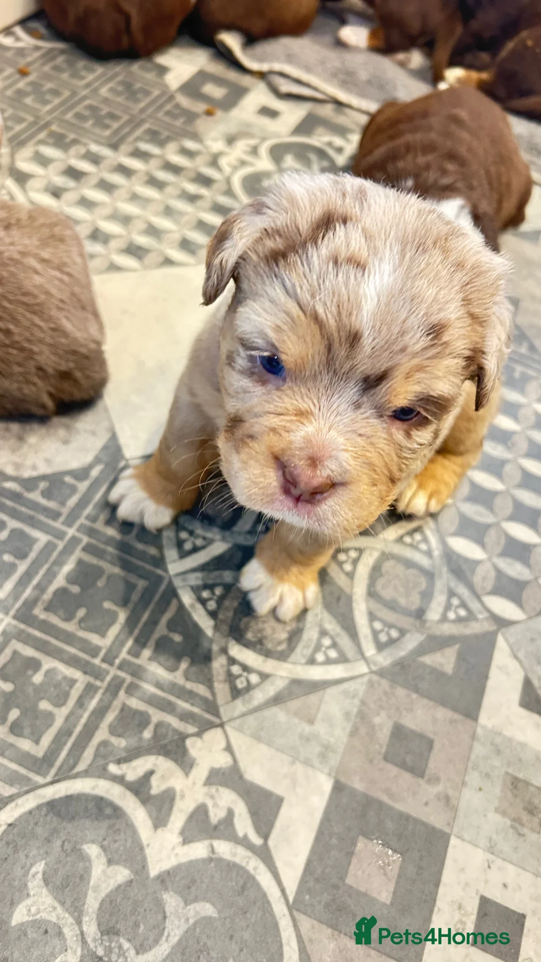 Olde English Bulldogge dogs for sale: Olde English fluffy Bulldogge puppies  - Advert 1